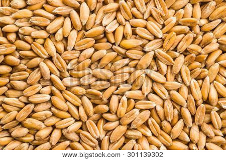 Healthy spelt grains. Pattern, texture. Top view.