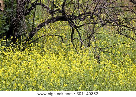 Yellow Wildflowers And Orange Butterflies Take Over Burned Black Tree From California Fires.