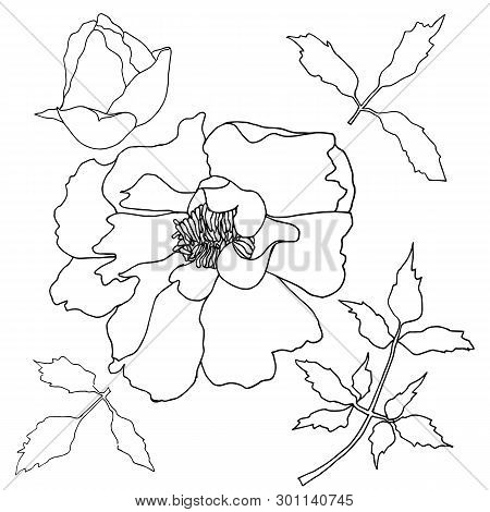 Peony Tree Hand Drawn Monochrome Sketch. Flower Thin Outline Design Element Stock Vector Illustratio