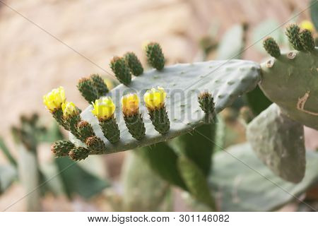 Blooming Cactus With Prickles And Yellow Flowers