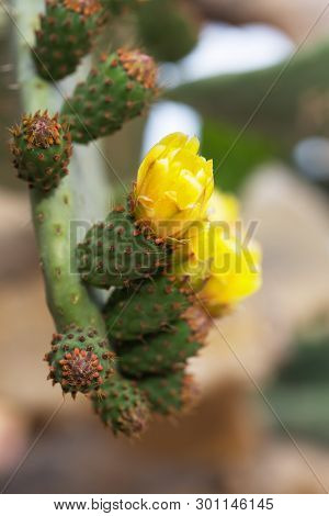 Blooming Cactus With Prickles And Yellow Flowers