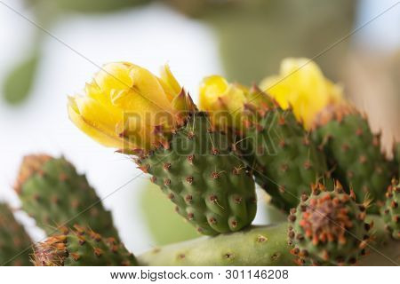 Blooming Cactus With Prickles And Yellow Flowers