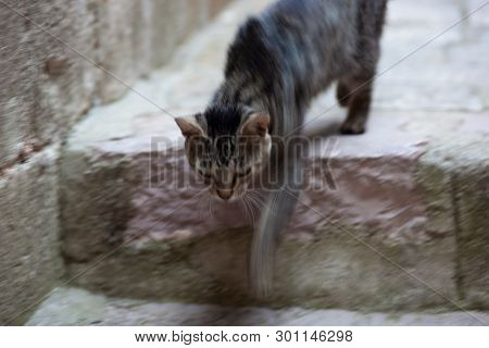 Cat In Old Stown Street Of Medieval Town.