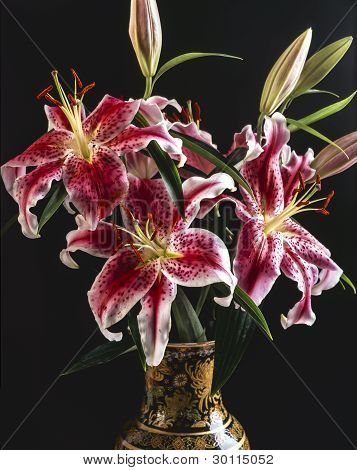 Lily, lilium Grammatophyllum
