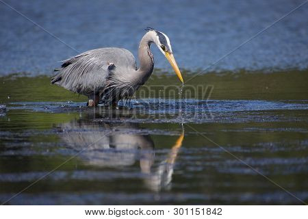 Sea Water Splashes As A Great Blue Heron Lifts Its Head From A Missed Strike, Esquimalt Lagoon, Vanc