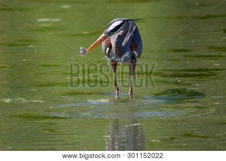 Tiny Sole Makes A Snack For Great Blue Heron Fishing In Shallows At Witty's Lagoon