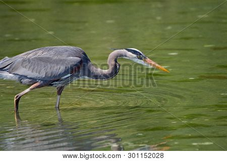 Greta Blue Heron Searches For Dinner In A Clear Tide Pool