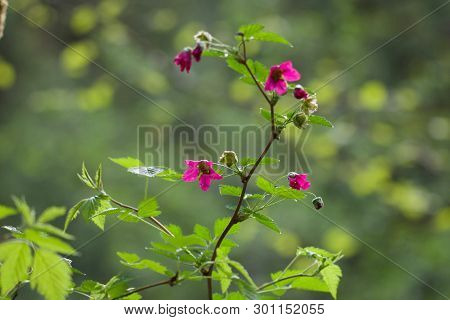 Deep Pink Flowers Of Salmon Berry Stand Out Against The Green Background Of Leaves Along Goldstream 