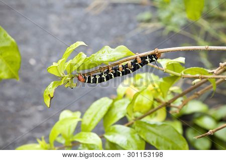 Pseudosphinx Tetrio Caterpillar Chewing On Leaves In Puerto Rico.
