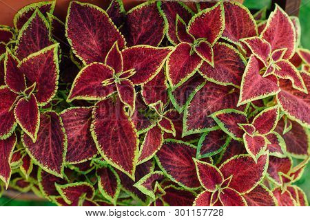 Coleus Flower Foliage Background. Beautiful Perspective Of Natural Red Coleus Plant Leaves In Garden
