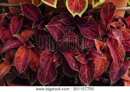 Coleus Flower Foliage Background. Beautiful Perspective Of Natural Red Coleus Plant Leaves In Garden