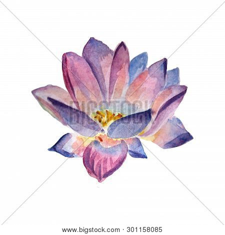 Flowers Watercolor Illustration. A Tender Purple Lotus On A White Background.