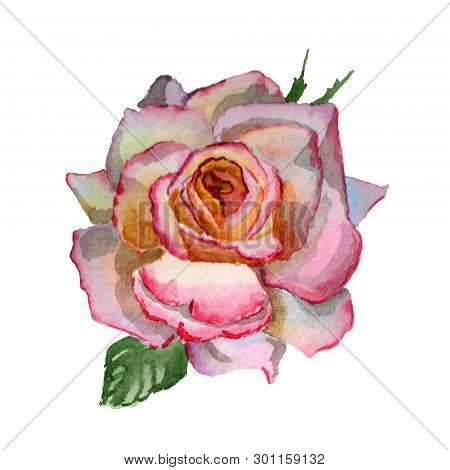 Flowers Watercolor Illustration. A Tender Pink Rosa On A White Background.