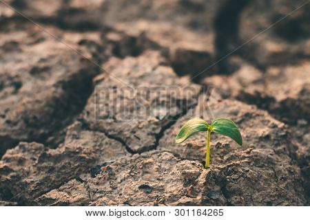 Growth Of Trees In Drought, Living With Tree Drought.