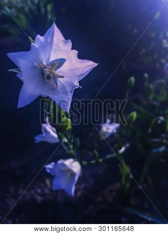 Blossom White Garden Flowers With Blur Background