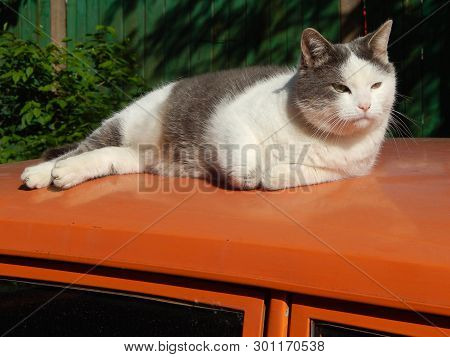 A Cute White And Gray Cat Basking In The Sun On The Roof Of An Old Orange Car
