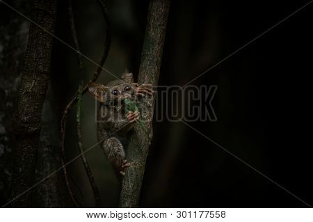 Spectral Tarsier, Tarsius, Portrait Of Rare Endemic Nocturnal Mammal Trying To Catch And Eat Grassho