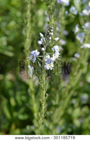 Gentian Speedwell - Latin Name - Veronica Gentianoides