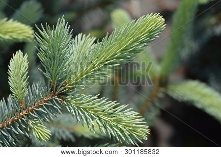 Fat Albert Colorado Blue Spruce - Latin Name - Picea Pungens Fat Albert