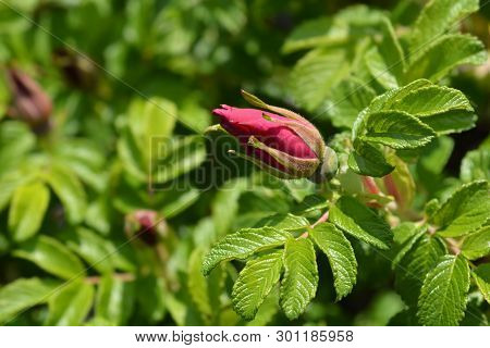 Rugosa Rose - Latin Name - Rosa Rugosa