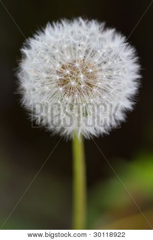 Common Dandelion (lt. Taraxacum sect. Ruderalia)