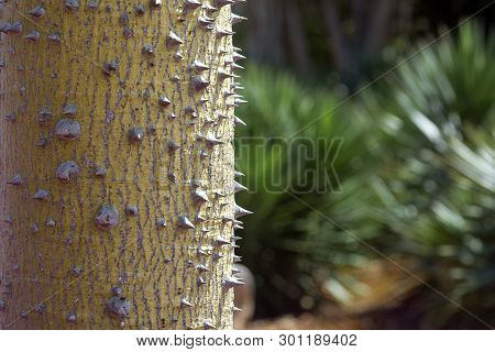 Chorisia Tree Trunk With Aggressively Sharp Thorns Closeup Macro Photo