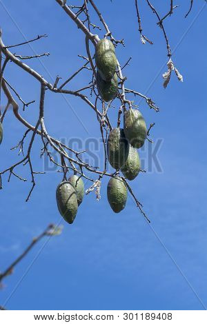 Chorisia Tree Fruits Against Blue Sky Closeup Macro Photo