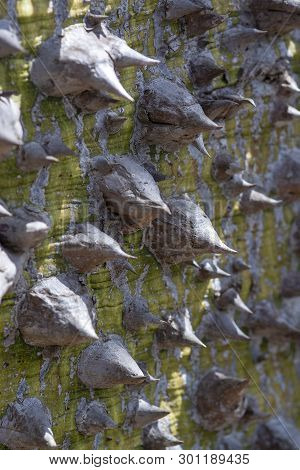 Chorisia Tree Trunk With Aggressively Sharp Thorns Closeup Macro Photo