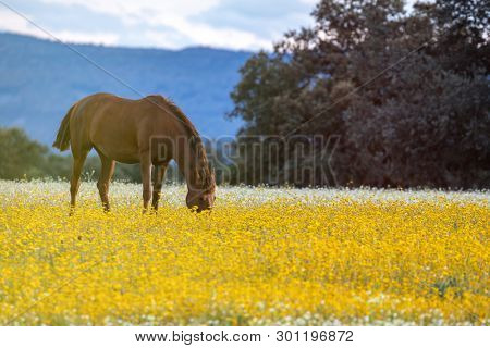 Free horse in a blossom meadow with yellow flowers