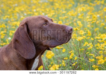 Beautiful Brown Braco German Shorthair in a bloosom meadow