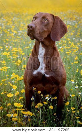 Beautiful Brown Braco German Shorthair in a bloosom meadow
