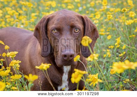 Beautiful Brown Braco German Shorthair in a bloosom meadow