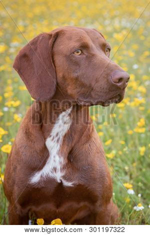 Beautiful Brown Braco German Shorthair in a bloosom meadow