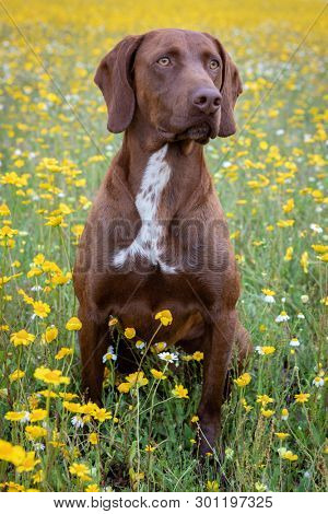 Beautiful Brown Braco German Shorthair in a bloosom meadow