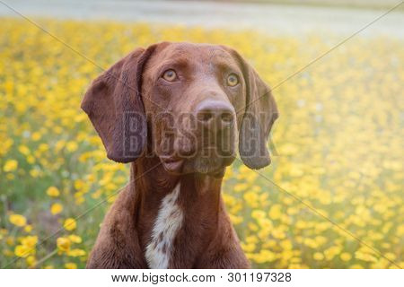 Beautiful Brown Braco German Shorthair in a bloosom meadow