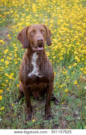 Beautiful Brown Braco German Shorthair in a bloosom meadow