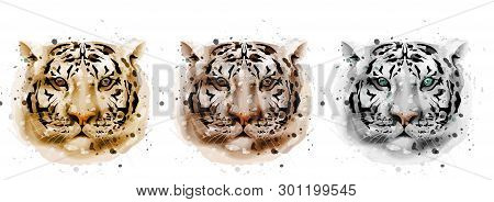 Tigers Vector Watercolor. Wildlife Annimals Collection Illustrations