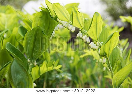 Flowering Plant Of Polygonatum Multiflorum Against Blurred Background