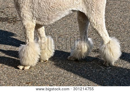 A Poodle Is Groomed And Displays A Fresh Hair Cut With The Traditionally Puffs On The Legs.
