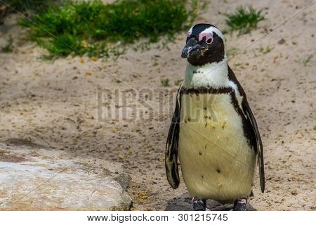 Closeup Portrait Of A African Black Footed Penguin, Tropical Endangered Bird Specie From Africa, Sem
