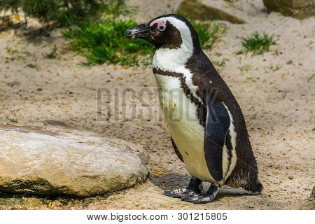 African Black Footed Penguin In Closeup, Semi Aquatic Bird, Endangered Animal Specie From The Coast 