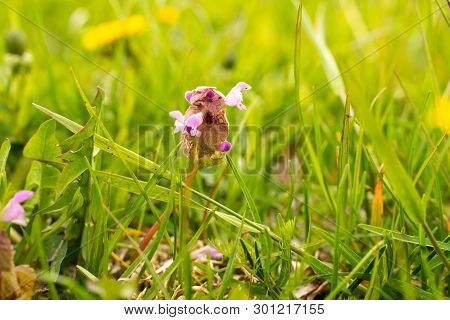 Flowering Mint Plant In The Field Among The Grass Close-up