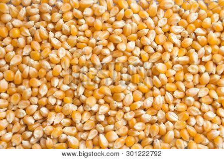 Background Of Dry Corn Grains. Popcorn Maize Background.