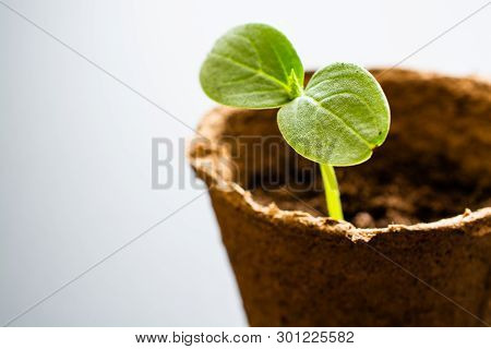 Green Sprout In A Peat ?ontainer For Seedlings. Minimalistic Image With Place For Caption. Macro Sho