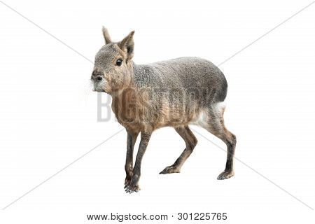 Patagonian Mara Isolated On A White Background