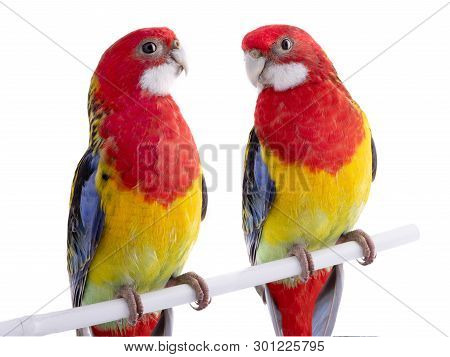Two Parrot Rosella Parrot Isolated On White Background
