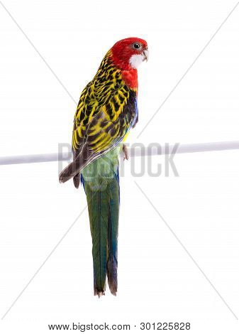 Parrot Rosella Parrot Isolated