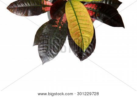 Pot With Croton Home Plant On White Background, Top View