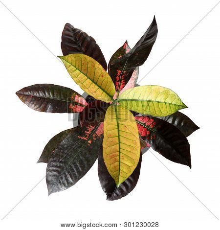 Pot With Croton Home Plant On White Background, Top View