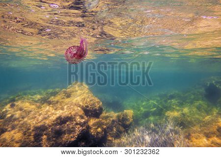 Pink Jellyfish Swimming In The Sea Near The Rocks And The Surface, Pelagia Noctiluca, Luminescent Ac